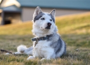 爱游戏-撕裂之夜，利拉德如何用三分雨浇灭对手防线